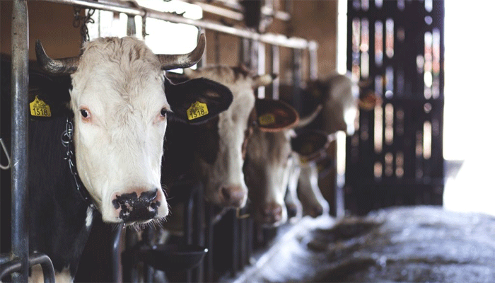 Pentingnya Memilih Kontainer Ternak Berkualitas untuk Usaha Anda