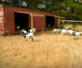 pentingnya cattle container
