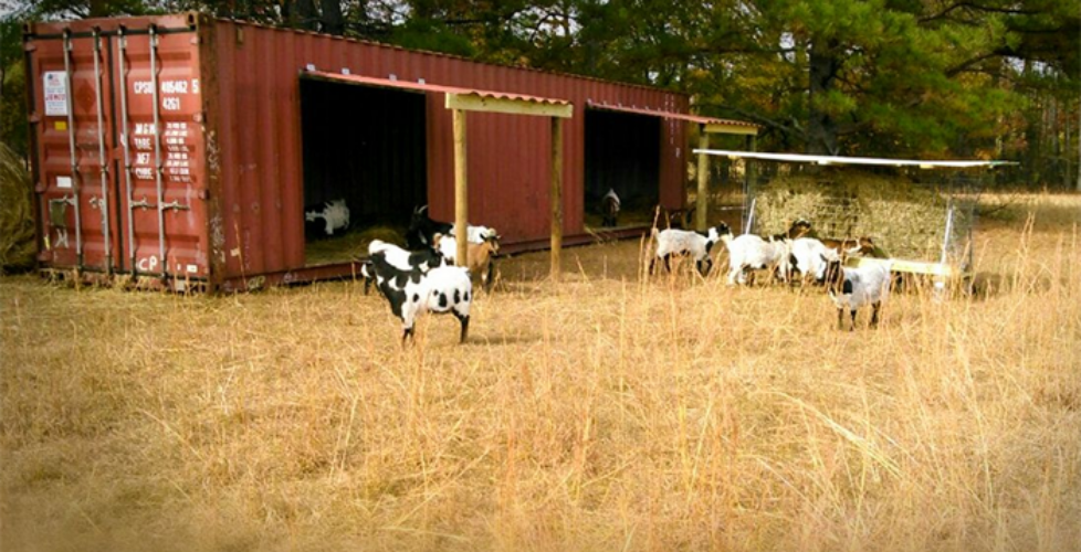 pentingnya cattle container